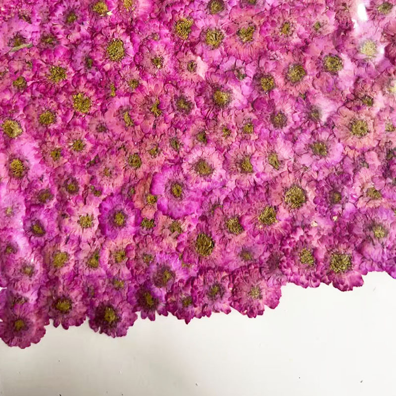 Resin Art Baby - Double-Petaled Chamomile Dried Flower Pressed Daisy