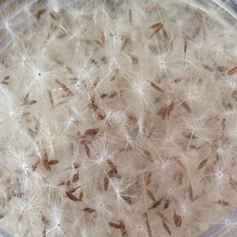 Resin Art Baby - 100pcs Mini White Dried Dandelion Flower