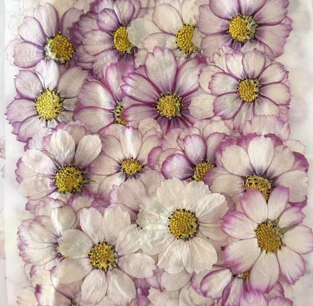 Resin Art Baby - 60pcs Pressed Dried Cosmos Flower Plant