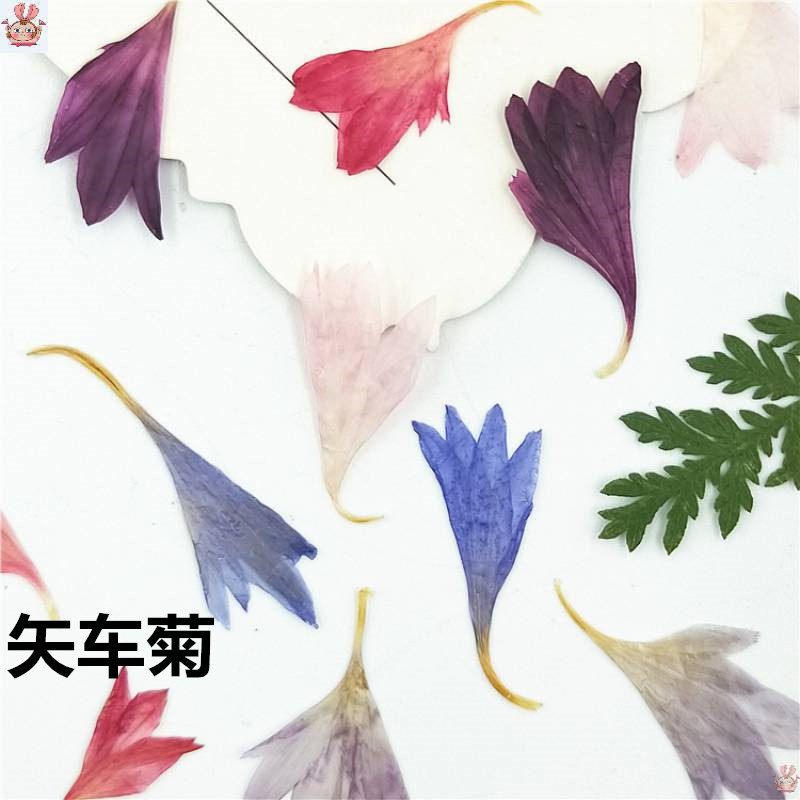Resin Art Baby - 20 Plant Specimens, Cornflower Petals, Natural
