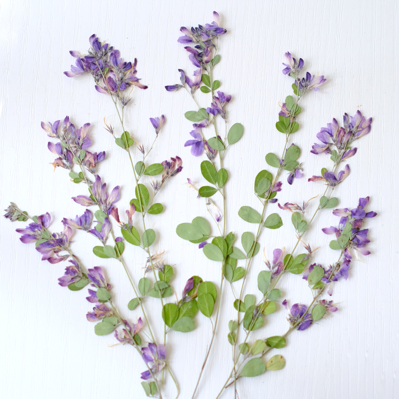 6pcs,nature Lespedeza Formosa  - مراجعة Resin Art Baby وسعره