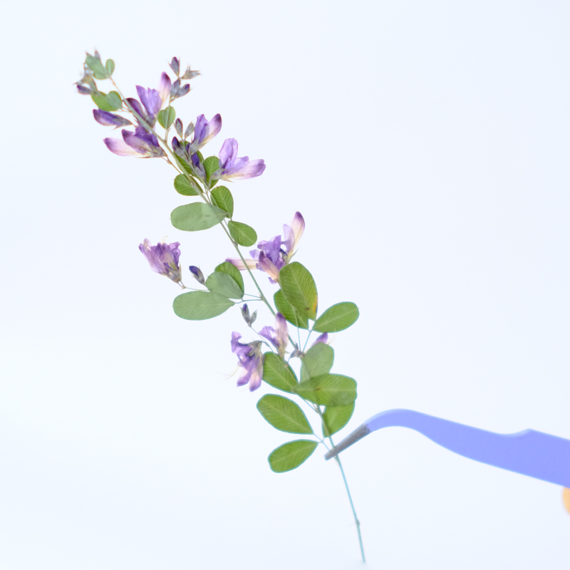 6pcs,nature Lespedeza Formosa  - مراجعة Resin Art Baby وسعره