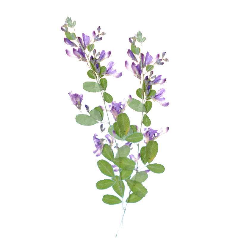 6pcs,nature Lespedeza Formosa  - مراجعة Resin Art Baby وسعره