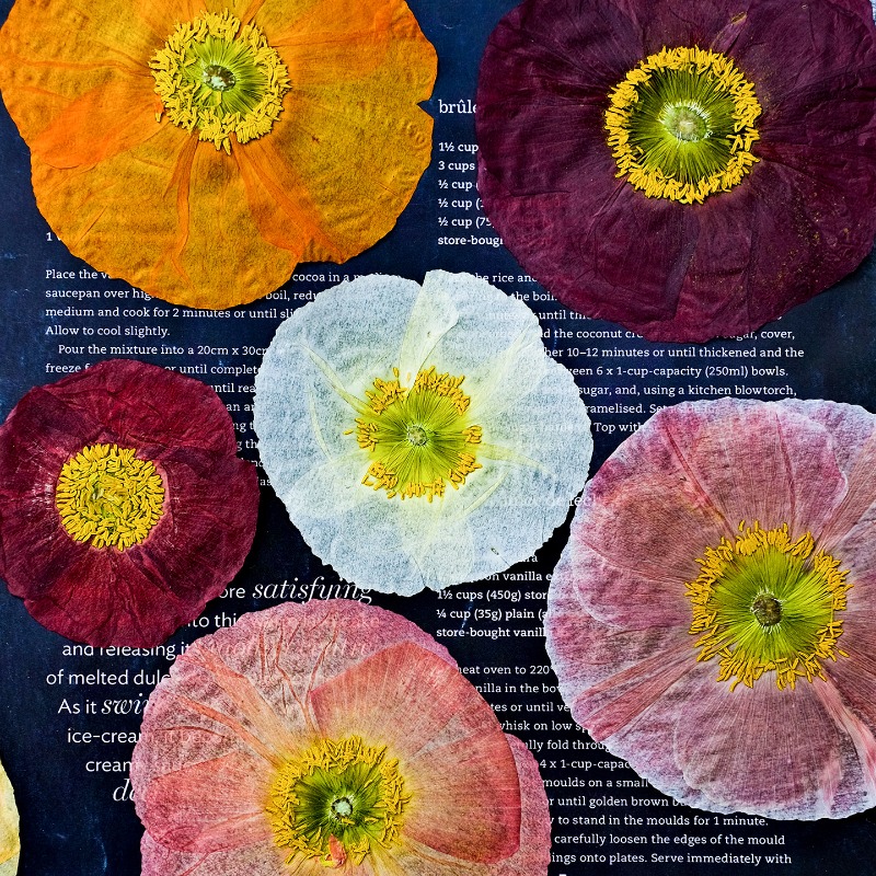 1pcs,Nature Field Poppy Presse - مراجعة Resin Art Baby وسعره