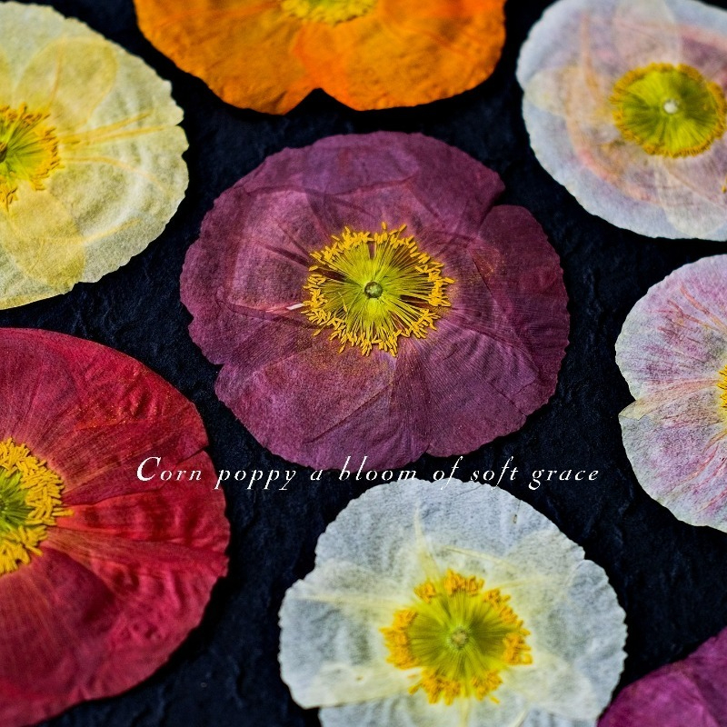1pcs,Nature Field Poppy Presse - مراجعة Resin Art Baby وسعره