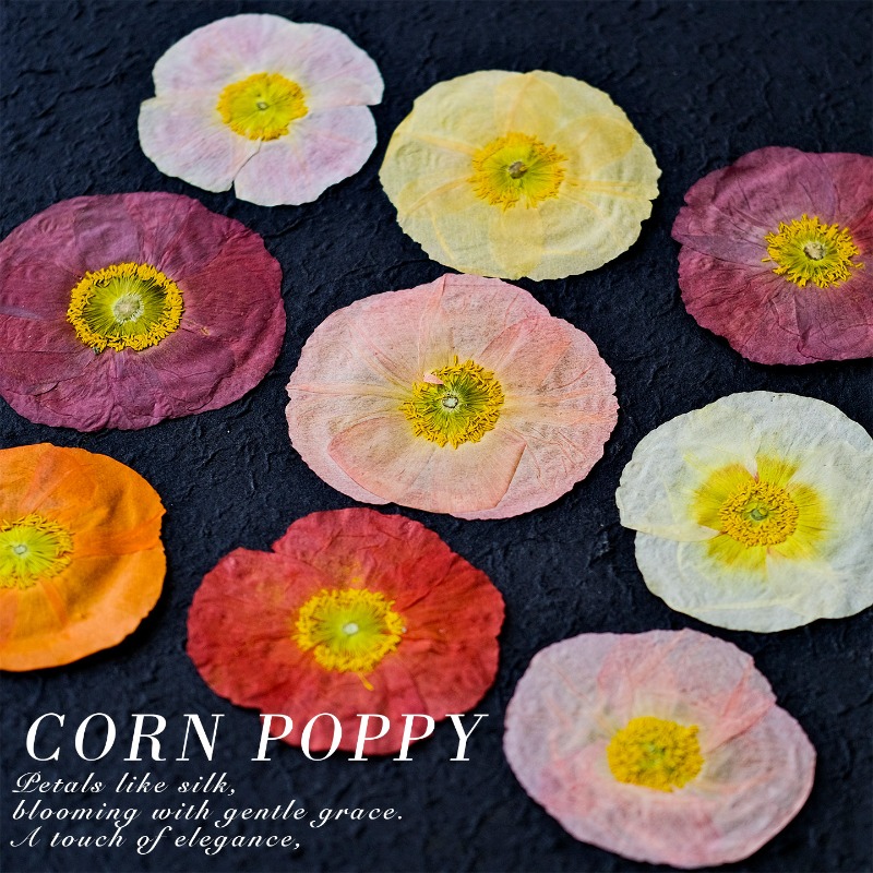 1pcs,Nature Field Poppy Presse - مراجعة Resin Art Baby وسعره