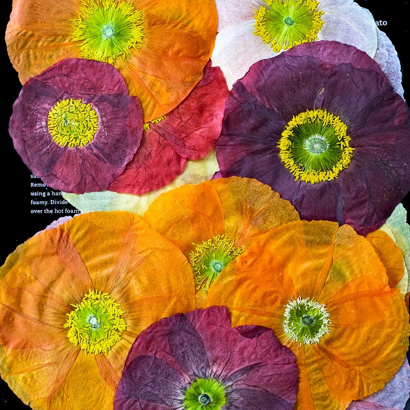 1pcs,Nature Field Poppy Presse - مراجعة Resin Art Baby وسعره