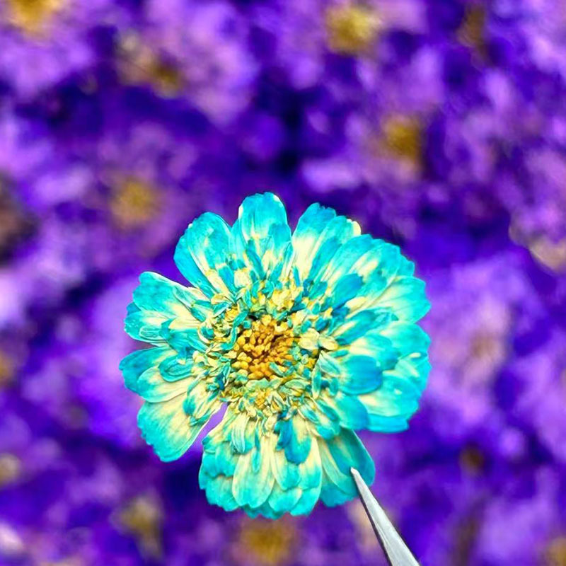 Double-Petaled Chamomile Dried - مراجعة Resin Art Baby وسعره
