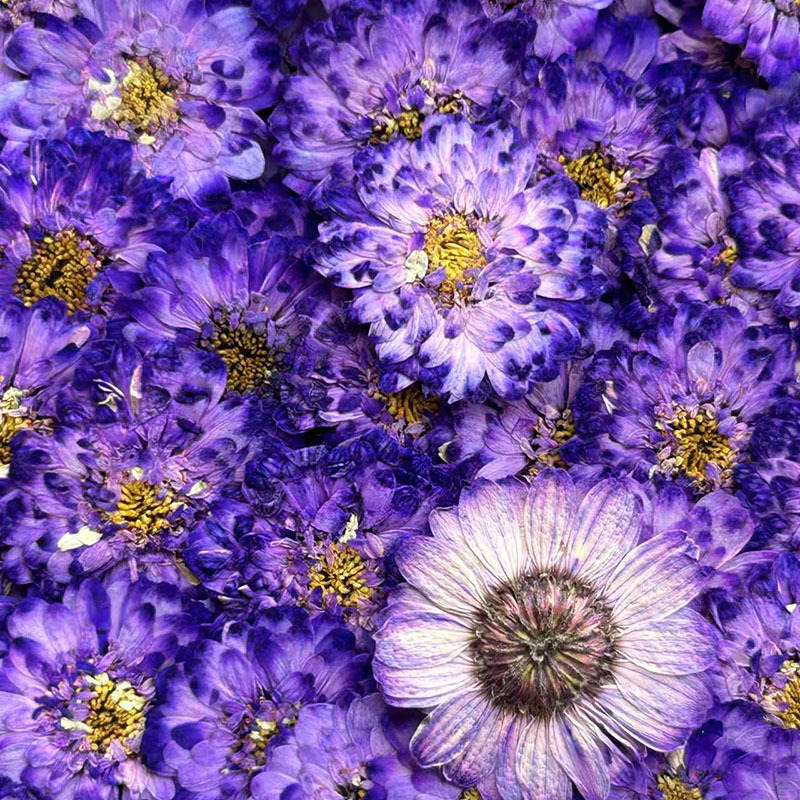 Double-Petaled Chamomile Dried - مراجعة Resin Art Baby وسعره
