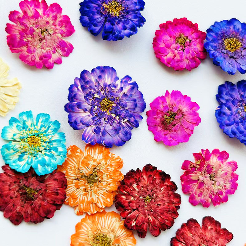 Double-Petaled Chamomile Dried - مراجعة Resin Art Baby وسعره
