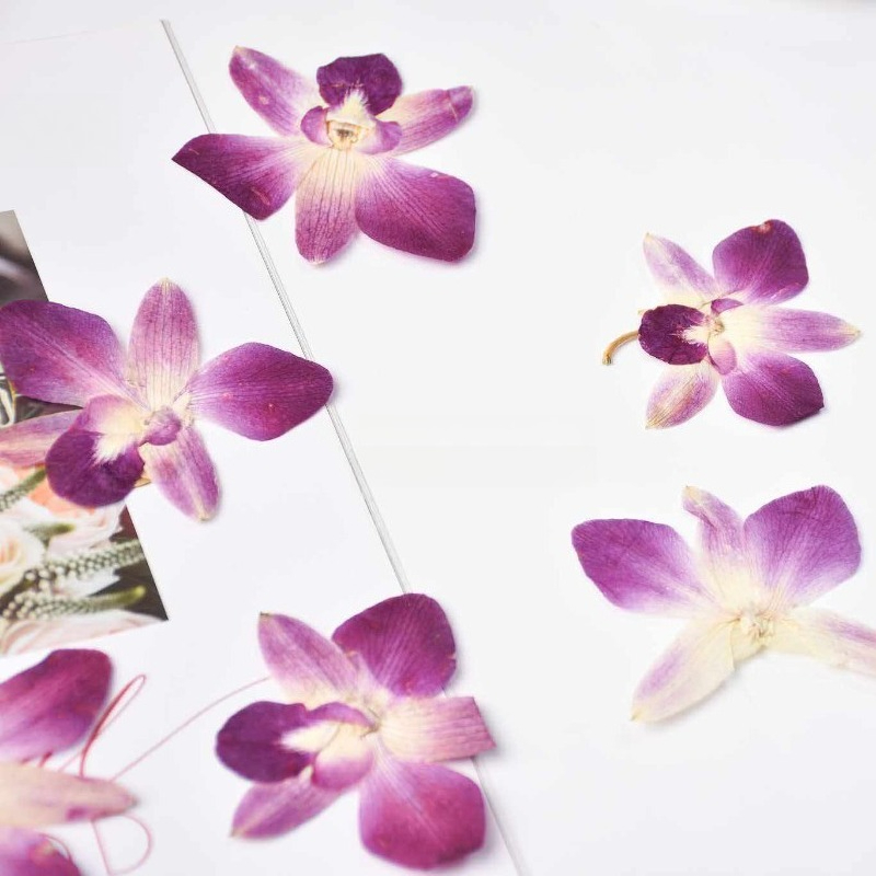 4pcs,Real Pressed Butterfly Or - مراجعة Resin Art Baby وسعره