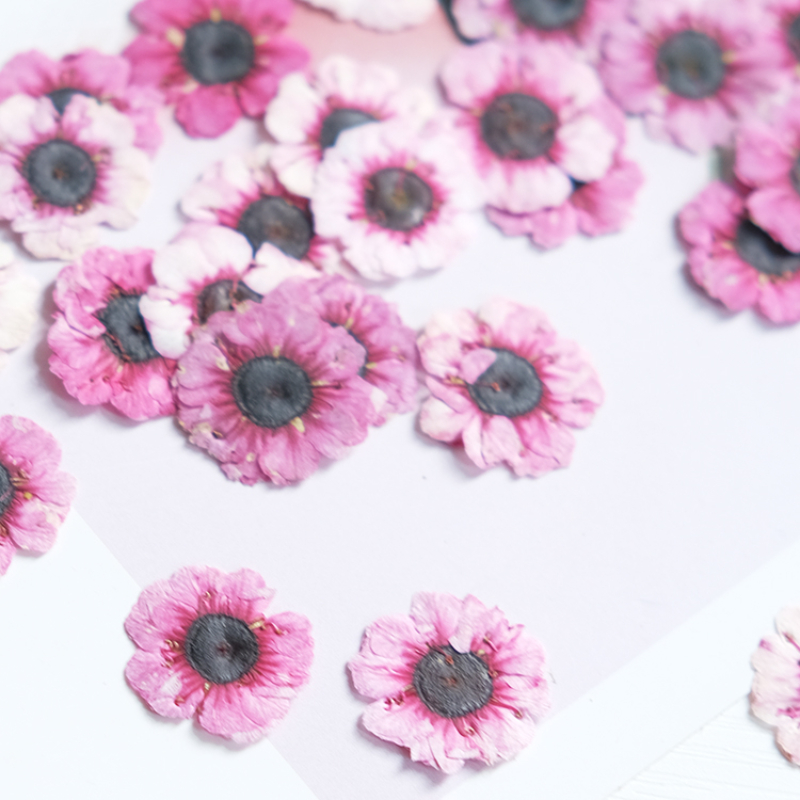 1-2cm/12pcs,Pressed Manuka red - مراجعة Resin Art Baby وسعره