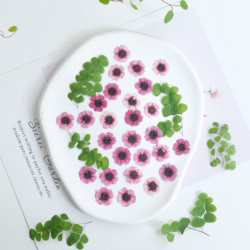 1-2cm/12pcs,Pressed Manuka red - مراجعة Resin Art Baby وسعره