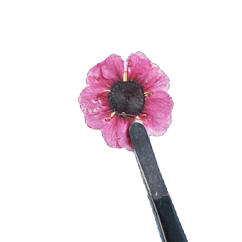 1-2cm/12pcs,Pressed Manuka red - مراجعة Resin Art Baby وسعره