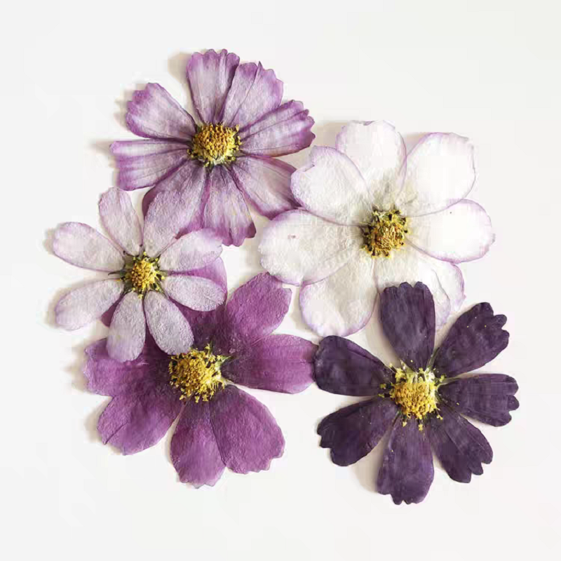 60pcs Pressed Dried Cosmos Flo - مراجعة Resin Art Baby وسعره