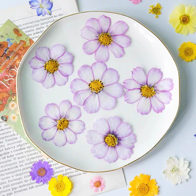 60pcs Pressed Dried Cosmos Flo - مراجعة Resin Art Baby وسعره