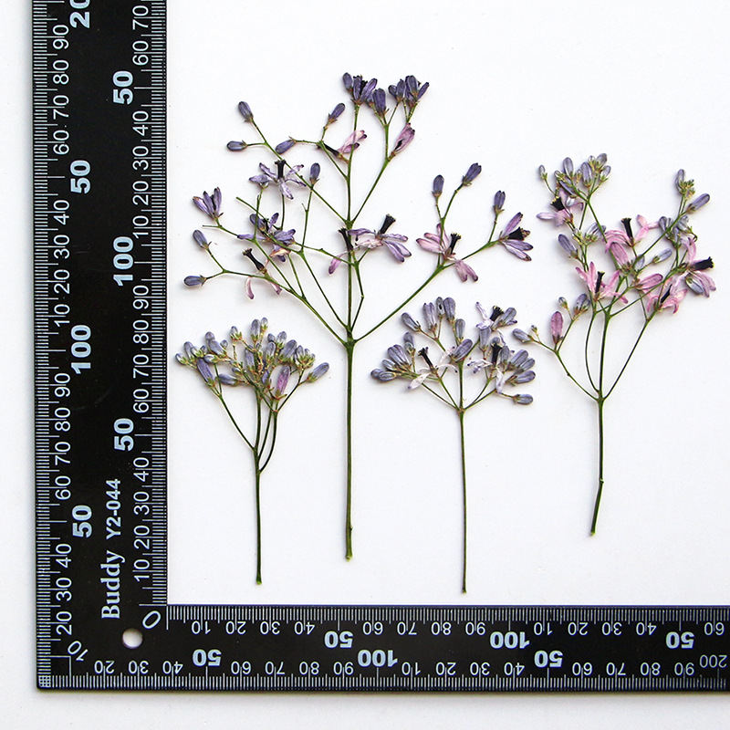 60Pcs Neem Tree Flower Branche - مراجعة Resin Art Baby وسعره