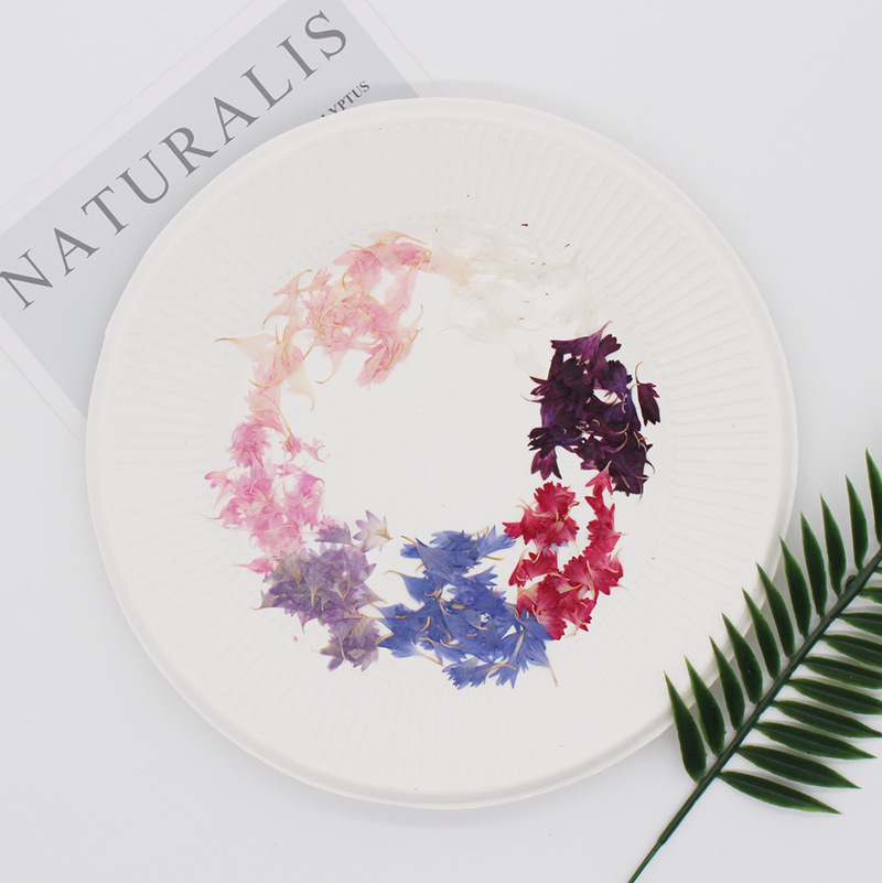 20 Plant Specimens, Cornflower - مراجعة Resin Art Baby وسعره