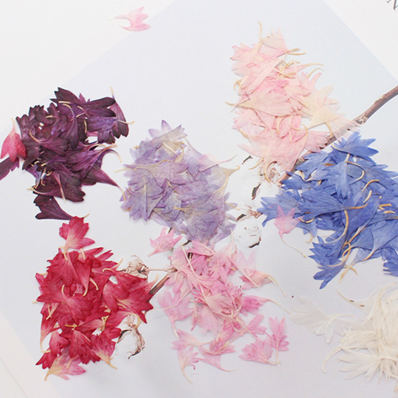 20 Plant Specimens, Cornflower - مراجعة Resin Art Baby وسعره