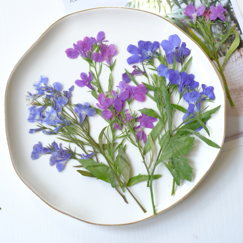 6pcs/8-13cm,nature Lobelia Eri - مراجعة Resin Art Baby وسعره