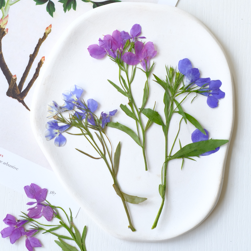 6pcs/8-13cm,nature Lobelia Eri - مراجعة Resin Art Baby وسعره