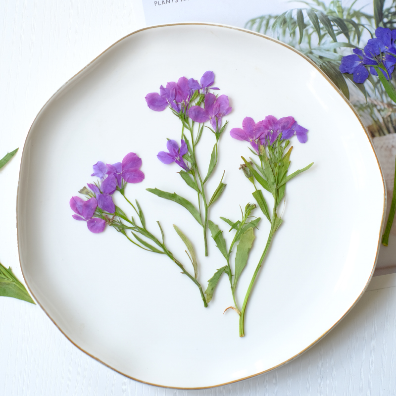 6pcs/8-13cm,nature Lobelia Eri - مراجعة Resin Art Baby وسعره