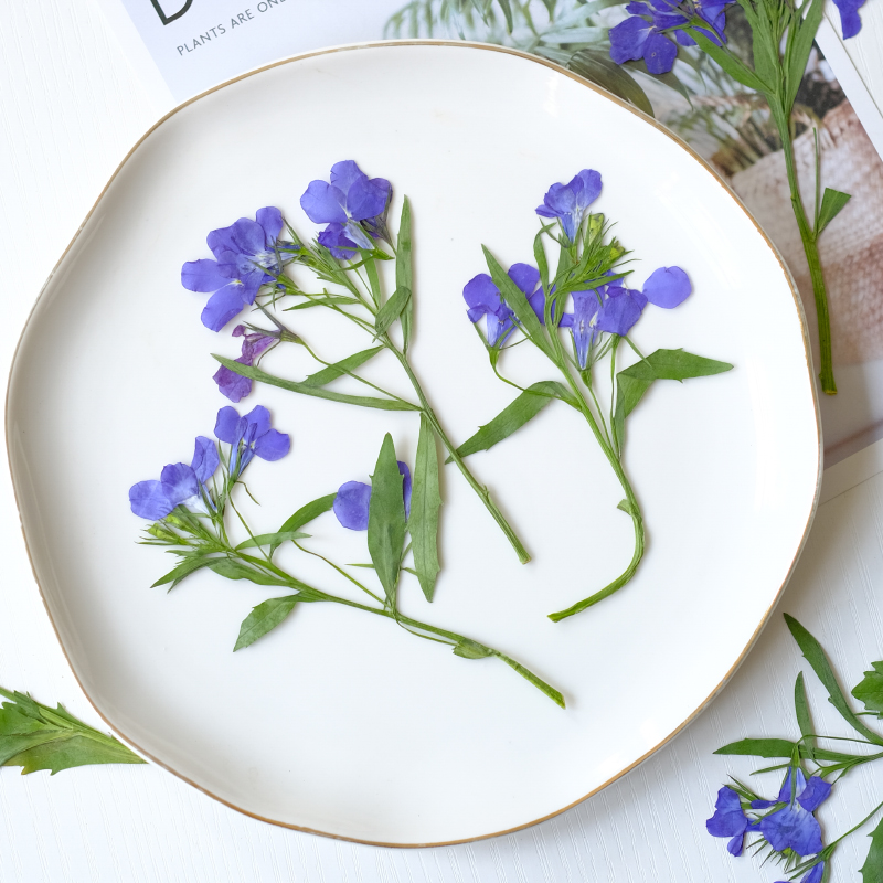6pcs/8-13cm,nature Lobelia Eri - مراجعة Resin Art Baby وسعره